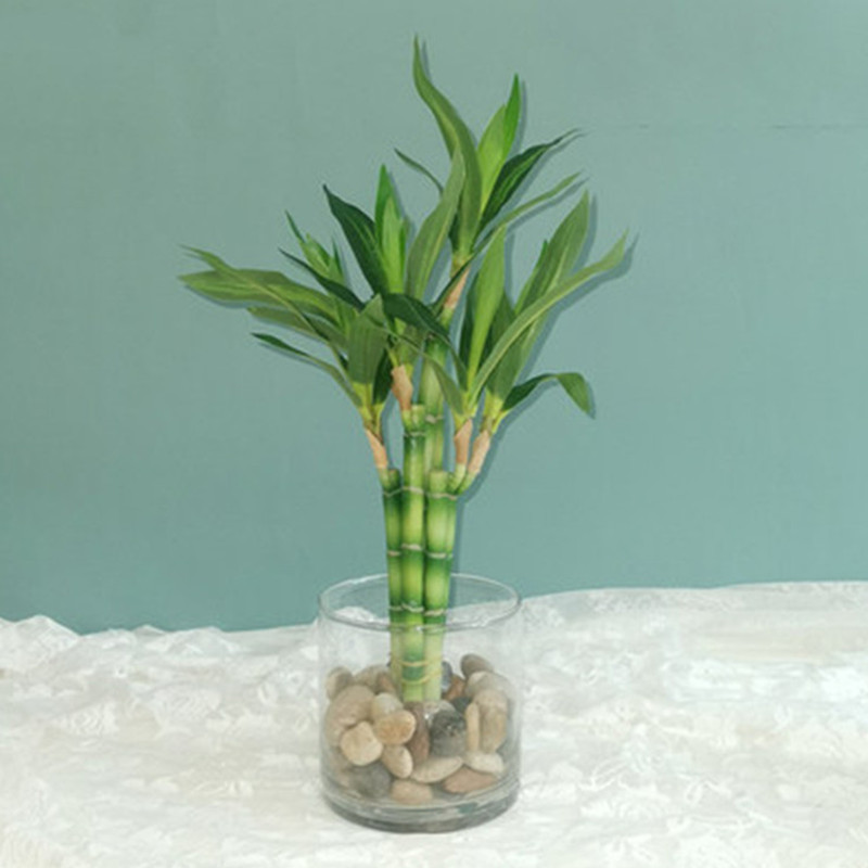 Aquarium Fish Saltwater - Nuovo 40 cm rFtificial Lucky Bamboo