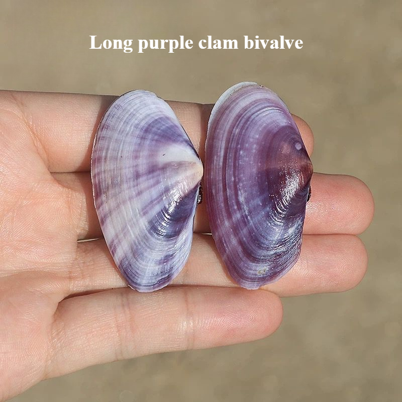 Aquarium Fish Names - Lungo vongole viola Conchiglia naturale Conchiglia