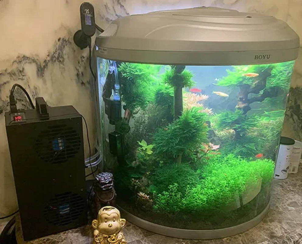 Frigorifero a semiconduttore r - Aquarium Fish Small recensione e prezzo