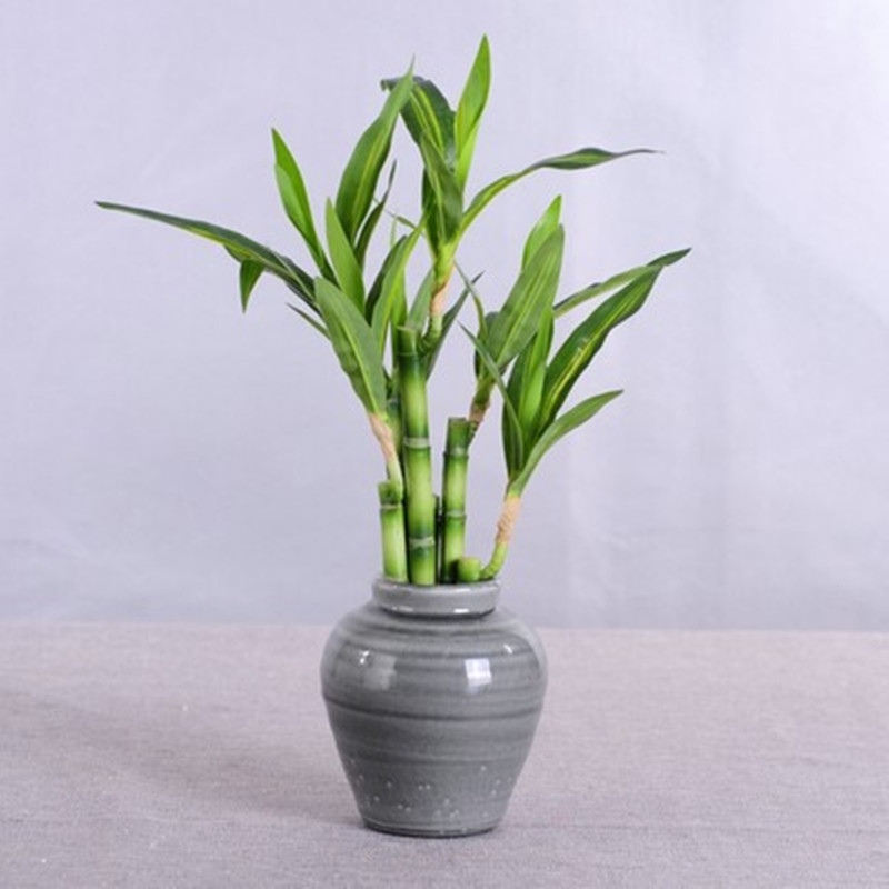 Nuovo 40 cm rFtificial Lucky B - Aquarium Fish Saltwater recensione e prezzo