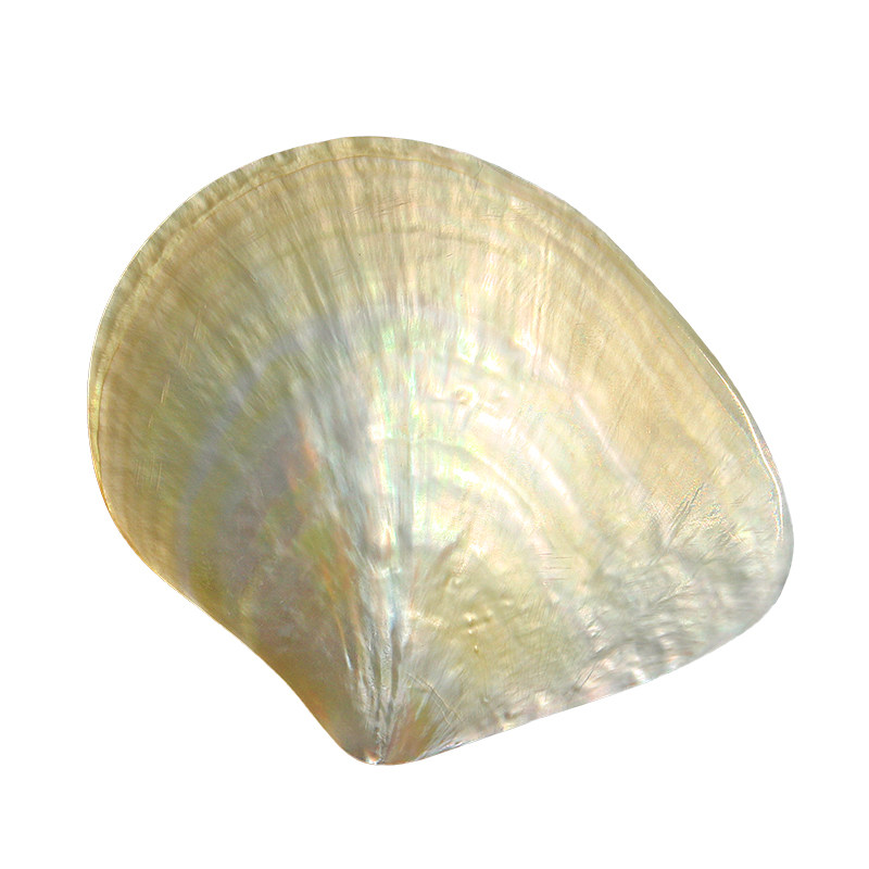 Collezione di Conchiglie Beibe - Aquarium Fish Yellow recensione e prezzo