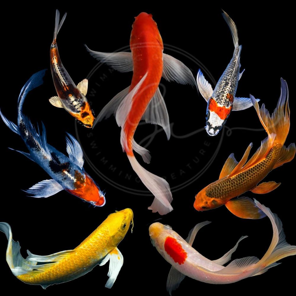 Pesci Koi Vivi Assortiti per L - Live Fish Aquarium recensione e prezzo