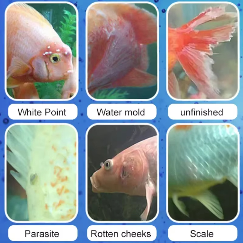 SIKEZHAN Trattamento malattie  - Aquarium Fish Saltwater recensione e prezzo