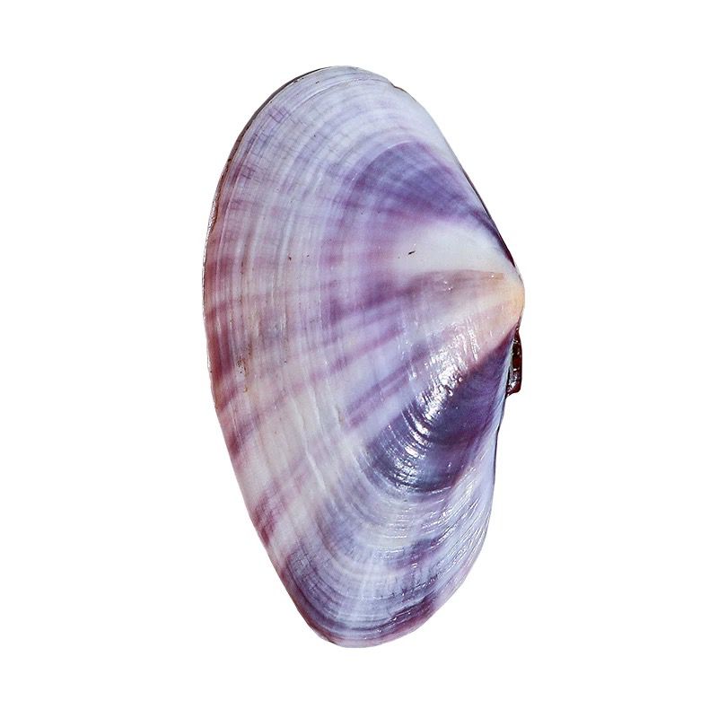 Lungo vongole viola Conchiglia - Aquarium Fish Names recensione e prezzo
