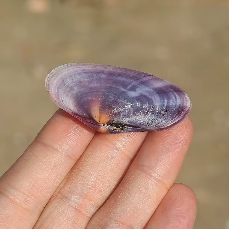 Lungo vongole viola Conchiglia - Aquarium Fish Names recensione e prezzo