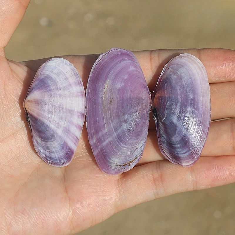 Lungo vongole viola Conchiglia - Aquarium Fish Names recensione e prezzo